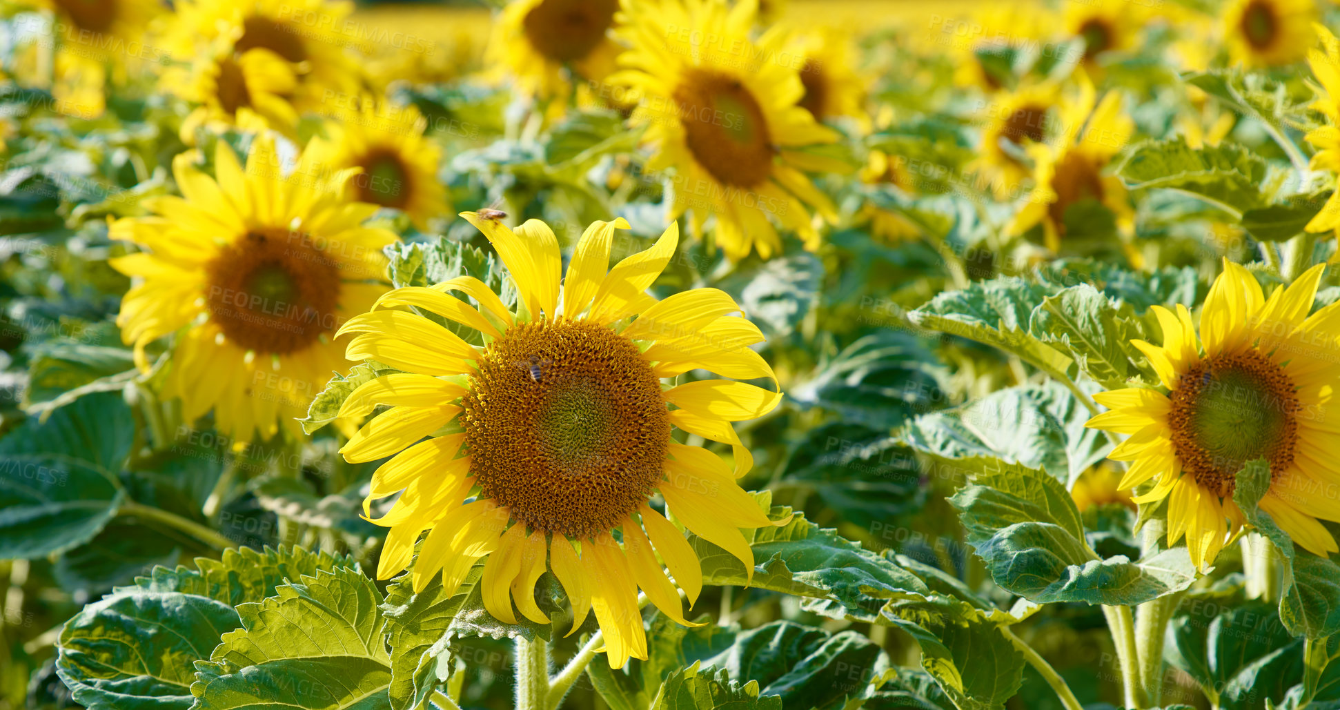 Buy stock photo Sunflowers growing in a garden in green nature during summer. Yellow flowering plants beginning to bloom on a lush green field in spring. Bright flora blossoming in a meadow on a sunny day