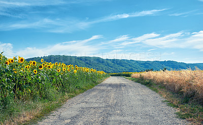 Buy stock photo Sunflowers on a sunny day