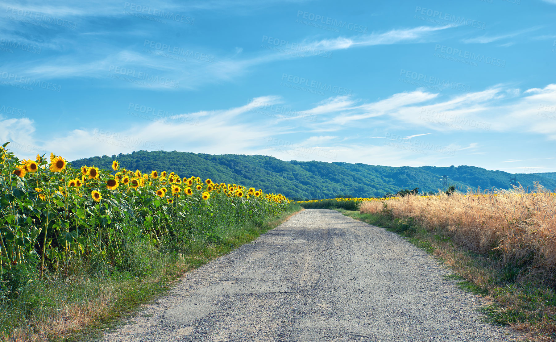 Buy stock photo Sunflowers on a sunny day