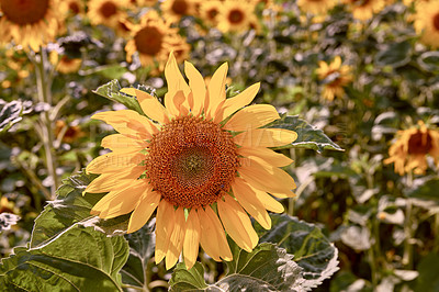 Buy stock photo Common yellow sunflowers growing in a field or botanical garden on a bright day outdoors. Helianthus annuus with vibrant petals blooming in spring. Scenic landscape of plants blossoming in a meadow