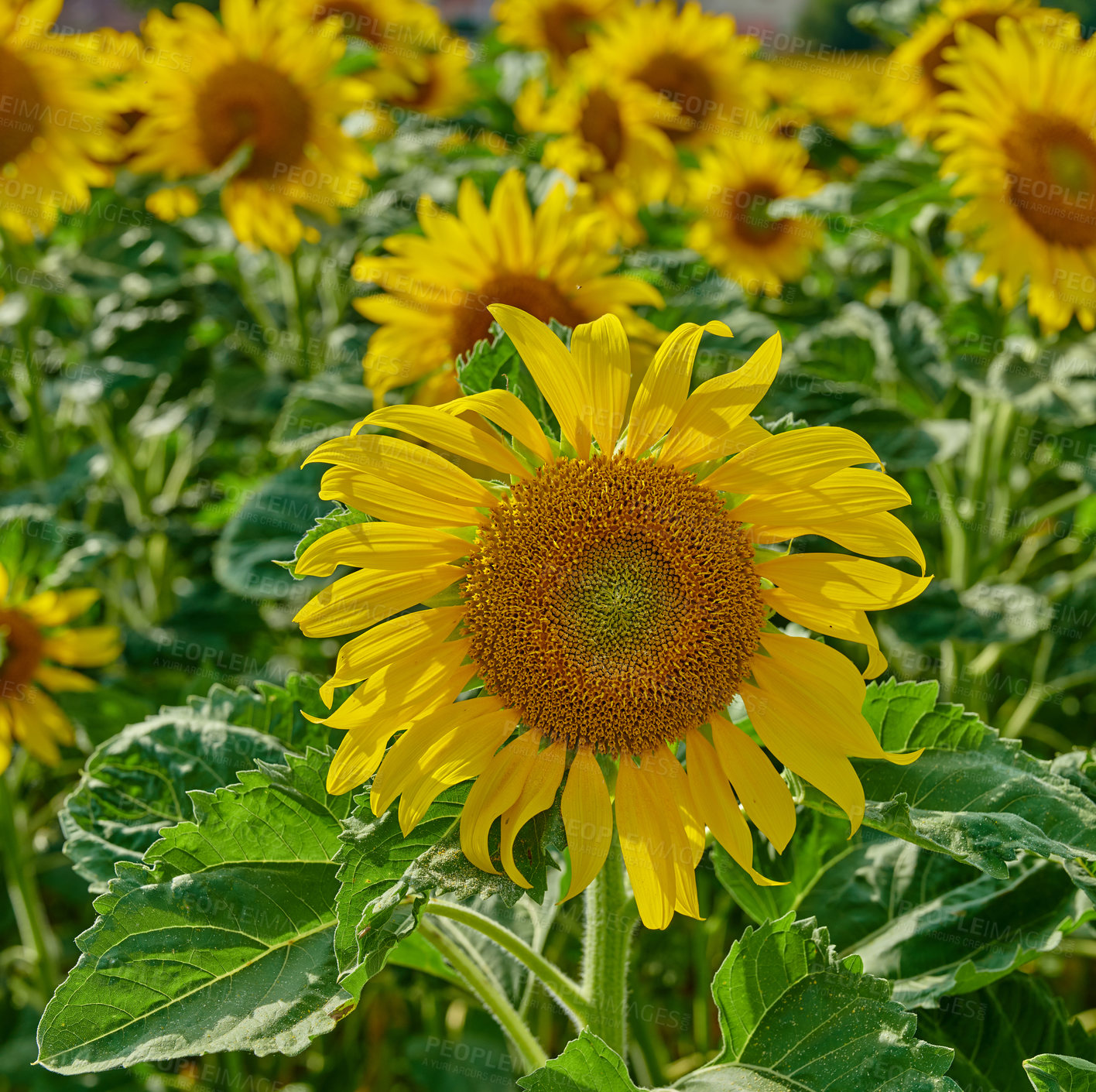 Buy stock photo Closeup of a sunflower growing in a garden amongst greenery in nature during summer. Yellow flowering plants beginning to bloom on a green field in spring. Bright flora blossoming in a meadow