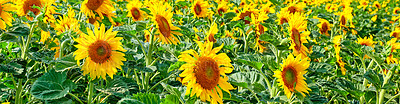 Buy stock photo Yellow sunflowers growing in a field. Beautiful nature landscape of many bright summer flowers flourishing in the sunlight. Perennial sunflower plants blossoming on an agricultural farm