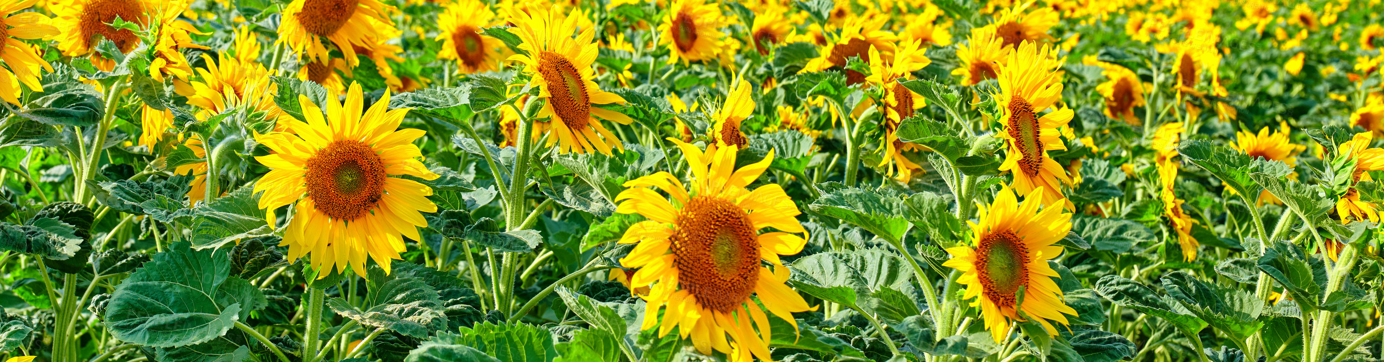 Buy stock photo Yellow sunflowers growing in a field. Beautiful nature landscape of many bright summer flowers flourishing in the sunlight. Perennial sunflower plants blossoming on an agricultural farm