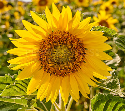 Buy stock photo Mammoth russian sunflowers growing in a field or botanical garden on a bright day. Closeup of helianthus annuus with vibrant yellow petals blooming in spring. Beautiful plants blossoming in a meadow