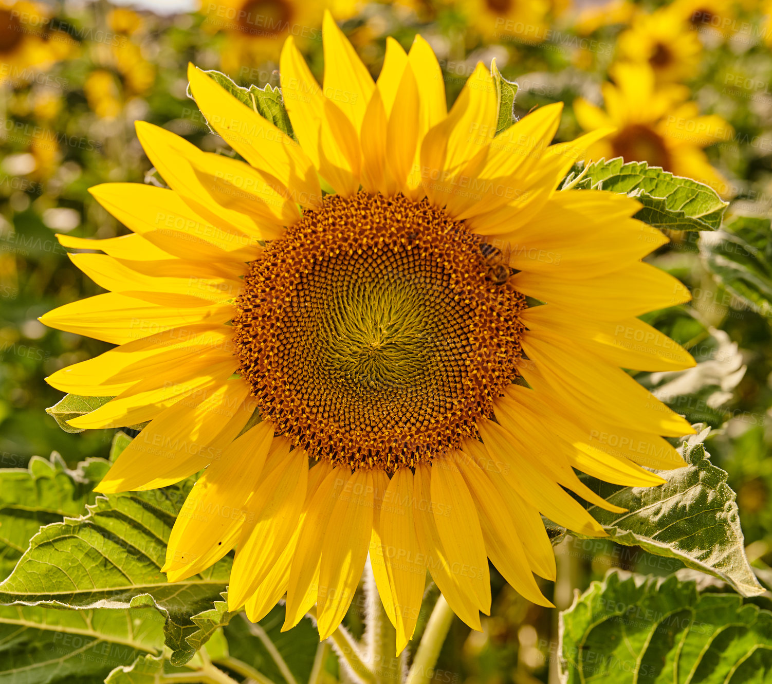 Buy stock photo Mammoth russian sunflowers growing in a field or botanical garden on a bright day. Closeup of helianthus annuus with vibrant yellow petals blooming in spring. Beautiful plants blossoming in a meadow