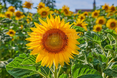 Buy stock photo Mammoth russian sunflowers growing in a field or botanical garden on a bright day. Closeup of helianthus annuus with vibrant yellow petals blooming in spring. Beautiful plants blossoming in a meadow