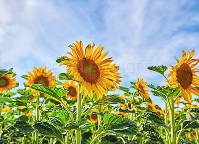 Buy stock photo Mammoth russian sunflowers growing in a field or garden with a cloudy blue sky background. Closeup of beautiful tall helianthus annuus with vibrant yellow petals blooming and blossoming in spring