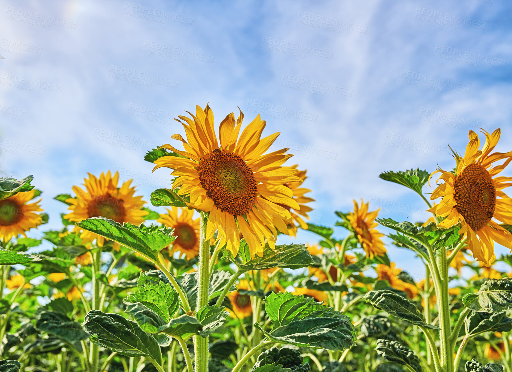 Buy stock photo Mammoth russian sunflowers growing in a field or garden with a cloudy blue sky background. Closeup of beautiful tall helianthus annuus with vibrant yellow petals blooming and blossoming in spring