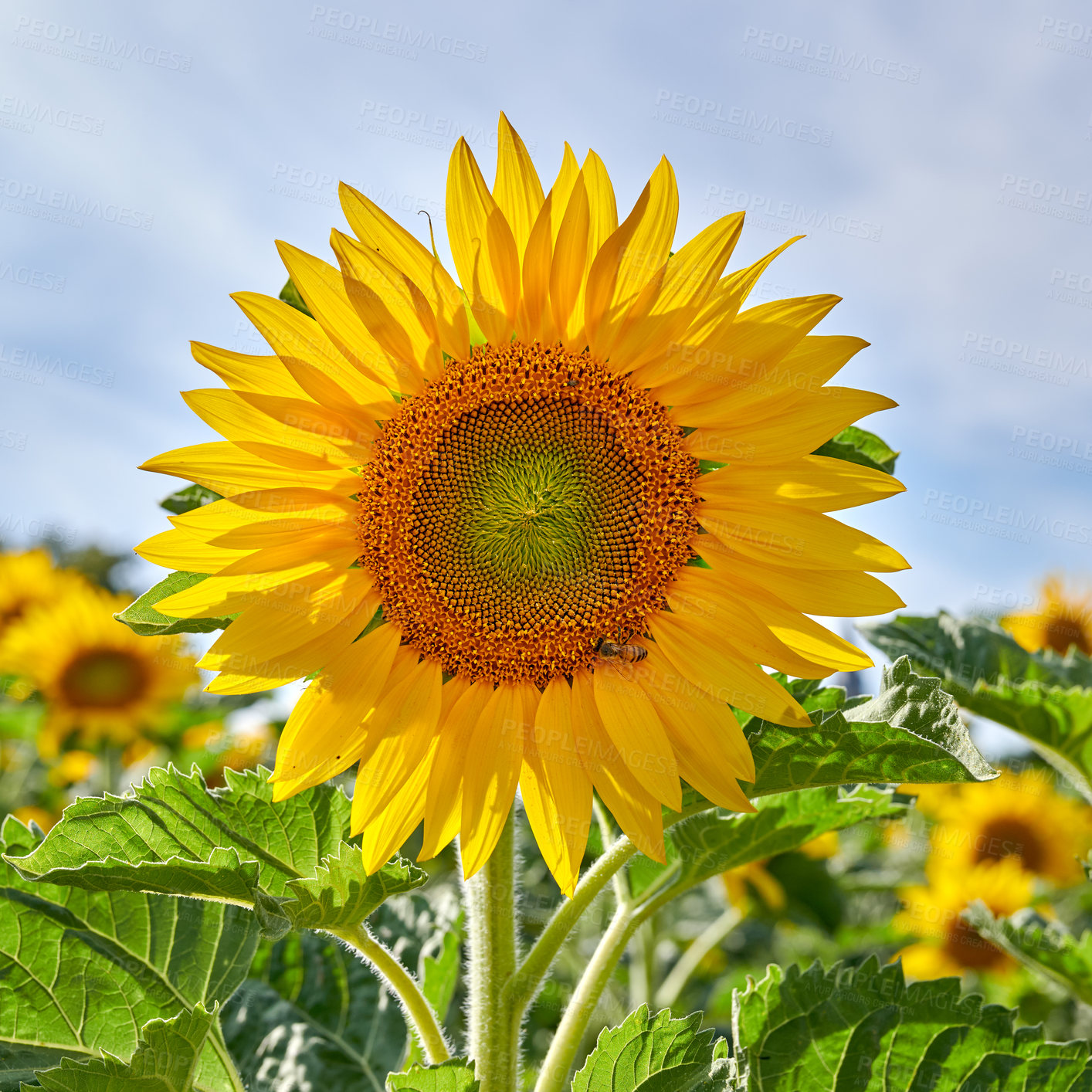 Buy stock photo Mammoth russian sunflowers growing in a field or botanical garden on a bright day. Closeup of helianthus annuus with vibrant yellow petals blooming in spring. Beautiful plants blossoming in a meadow