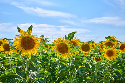 Buy stock photo Sunflowers on a sunny day