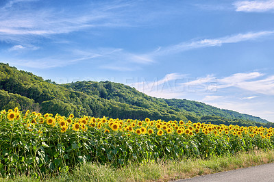 Buy stock photo Mammoth russian yellow sunflowers growing in a field with a cloudy blue sky background and copy space. Tall helianthus annuus with vibrant petals blooming in a meadow in the countryside during spring