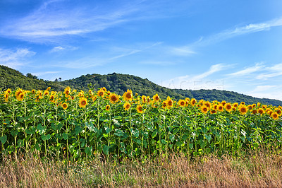 Buy stock photo Mammoth russian sunflowers growing in a field with a cloudy blue sky background and copy space. Tall helianthus annuus with vibrant yellow petals blooming in a meadow in the countryside during spring