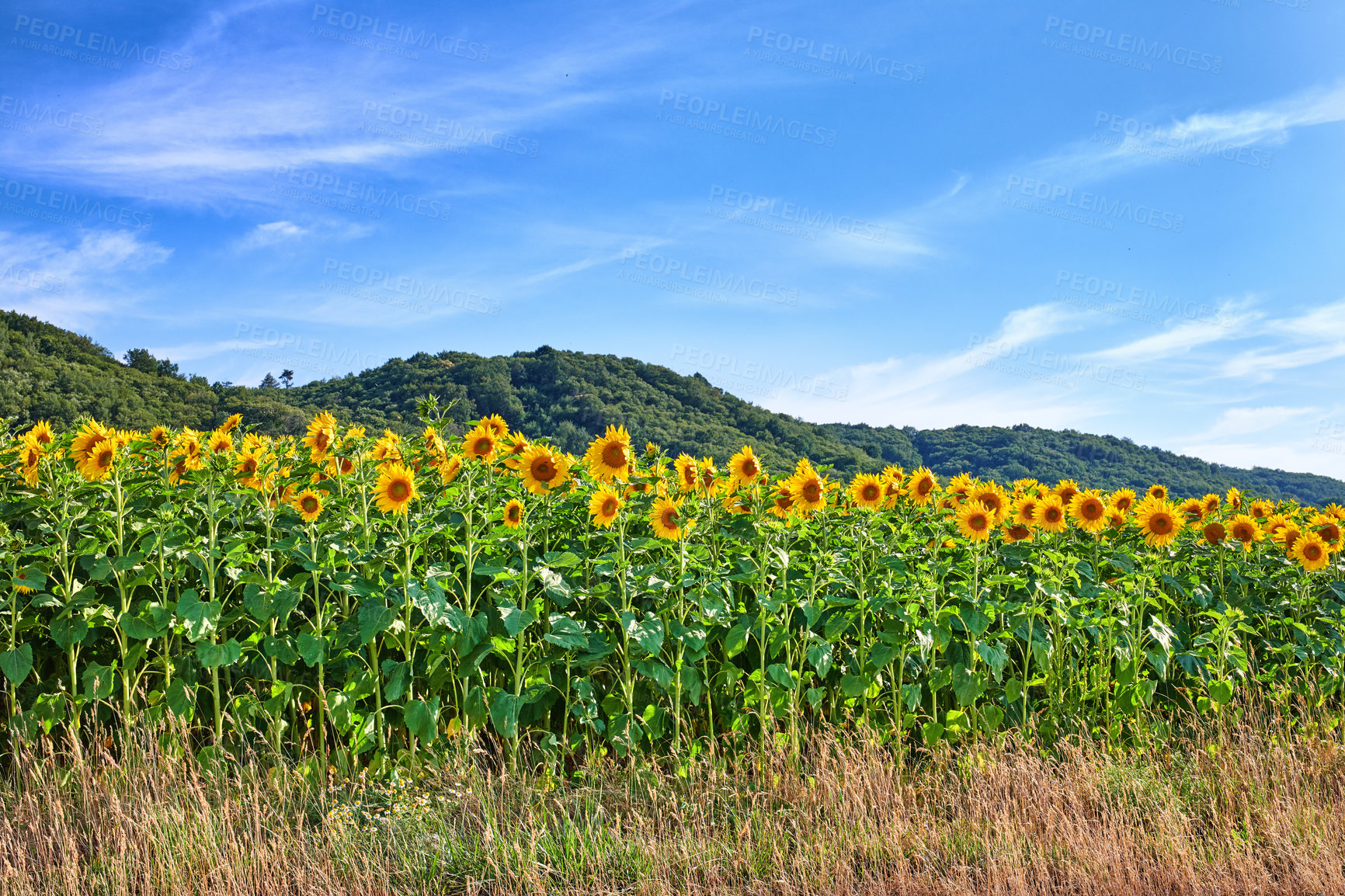 Buy stock photo Mammoth russian sunflowers growing in a field with a cloudy blue sky background and copy space. Tall helianthus annuus with vibrant yellow petals blooming in a meadow in the countryside during spring