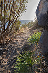 Mountain trails - La Palma, Canary Islands