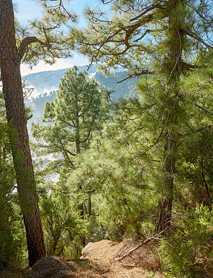 Buy stock photo Pine forest trees in the mountains of La Palma, Canary Islands in Spain. Remote secluded mountain filled with big trees for hiking and nature walks on holiday. Tourist travel destination in forest