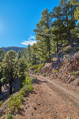 Buy stock photo A dirt road on a mountain side near a Pine forest in La Palma, Canary Islands, Spain. Beautiful landscape with a roadway on the mountains with lush green trees on a summer day outdoors in nature