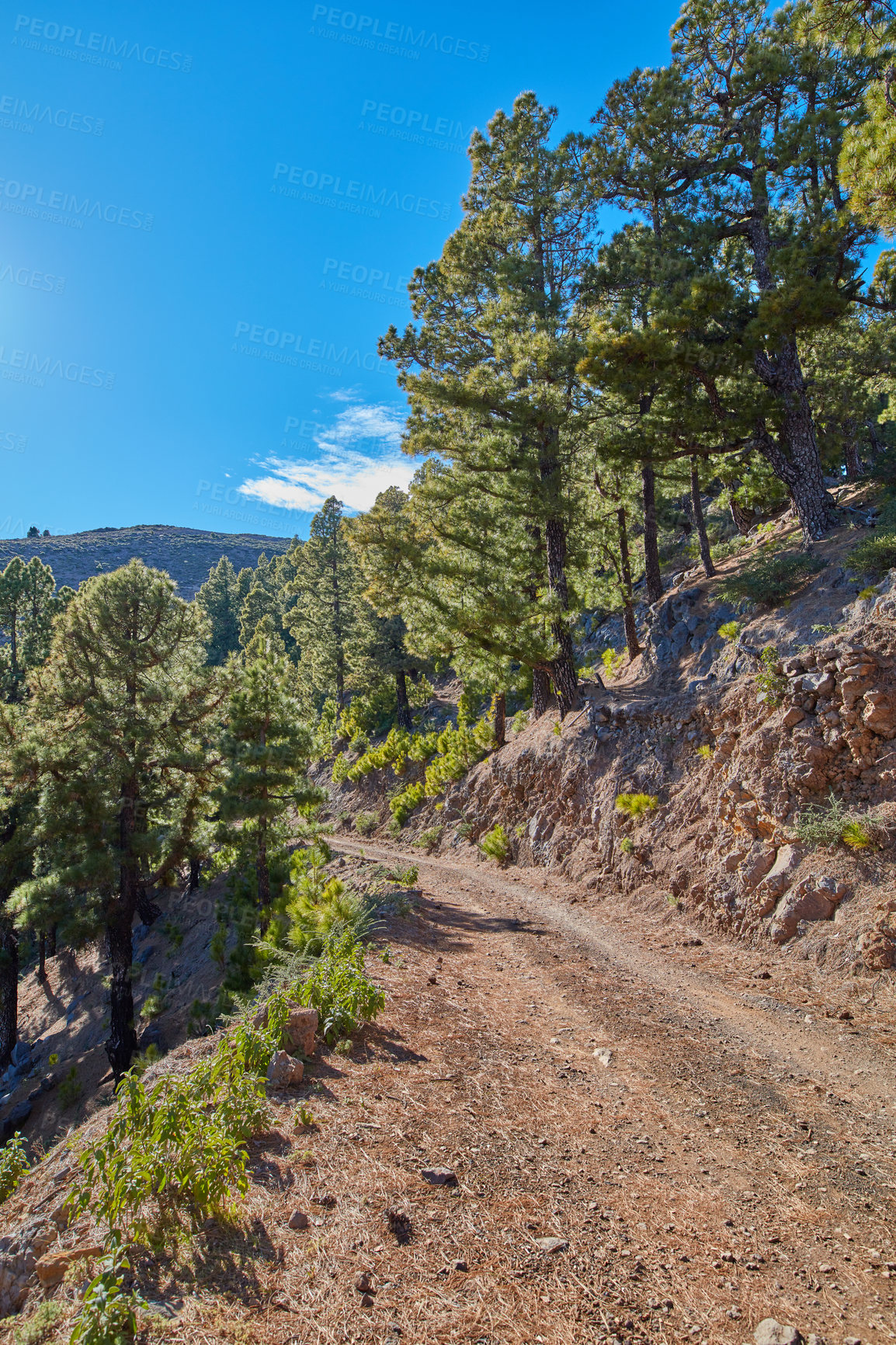 Buy stock photo A dirt road on a mountain side near a Pine forest in La Palma, Canary Islands, Spain. Beautiful landscape with a roadway on the mountains with lush green trees on a summer day outdoors in nature