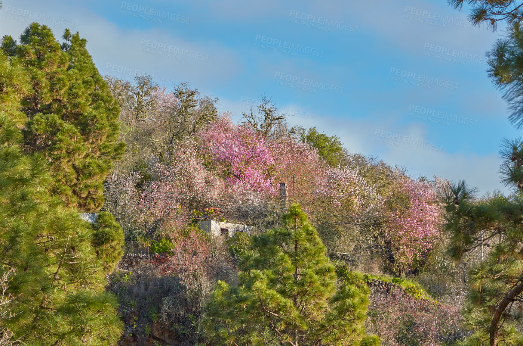 Buy stock photo Secluded cabin in a green field of colors with copyspace. Vibrant bushes growing around abandoned house in a private estate. Peaceful morning with trees weaving beauty of nature into everyday life