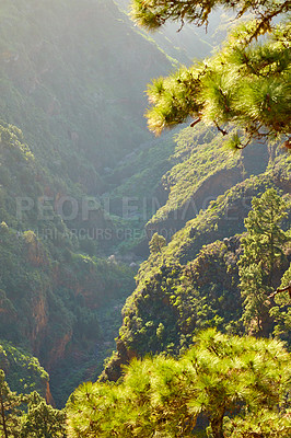 Buy stock photo Landscape of branches on Scots pine tree in the mountains of La Palma, Canary Islands, Spain. Forestry with view of hills covered in green vegetation and shrubs in summer. Lush foliage on mountaintop