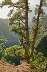 Pine forest in the mountaions of  La Palma