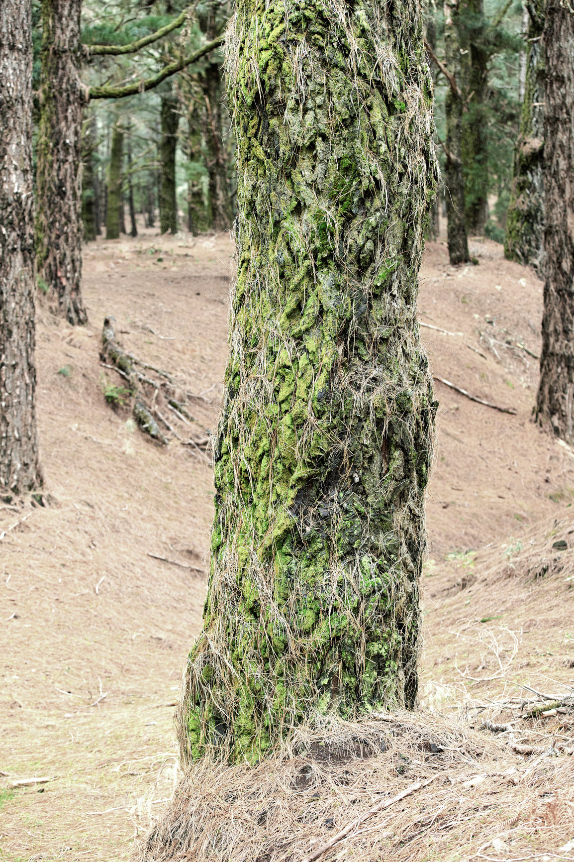 Buy stock photo Closeup of a pine tree in the forest on an autumn morning. Wild nature landscape with details of an old trunk covered in moss and dry winter grass in the mountain near La Palma, Canary Islands, Spain