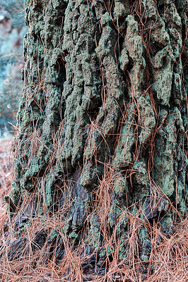 Buy stock photo Closeup of a pine tree bark in the forest on an autumn morning. Wild nature twigs with details of an old trunk covered in moss and dry grass in the mountain near La Palma, Canary Islands, Spain