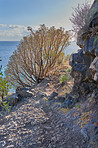 Mountain trails - La Palma, Canary Islands