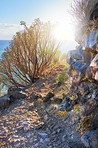 Mountain trails - La Palma, Canary Islands