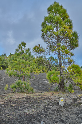 Buy stock photo Beautiful lava landscape on the Cumbre Nueva in La Palma