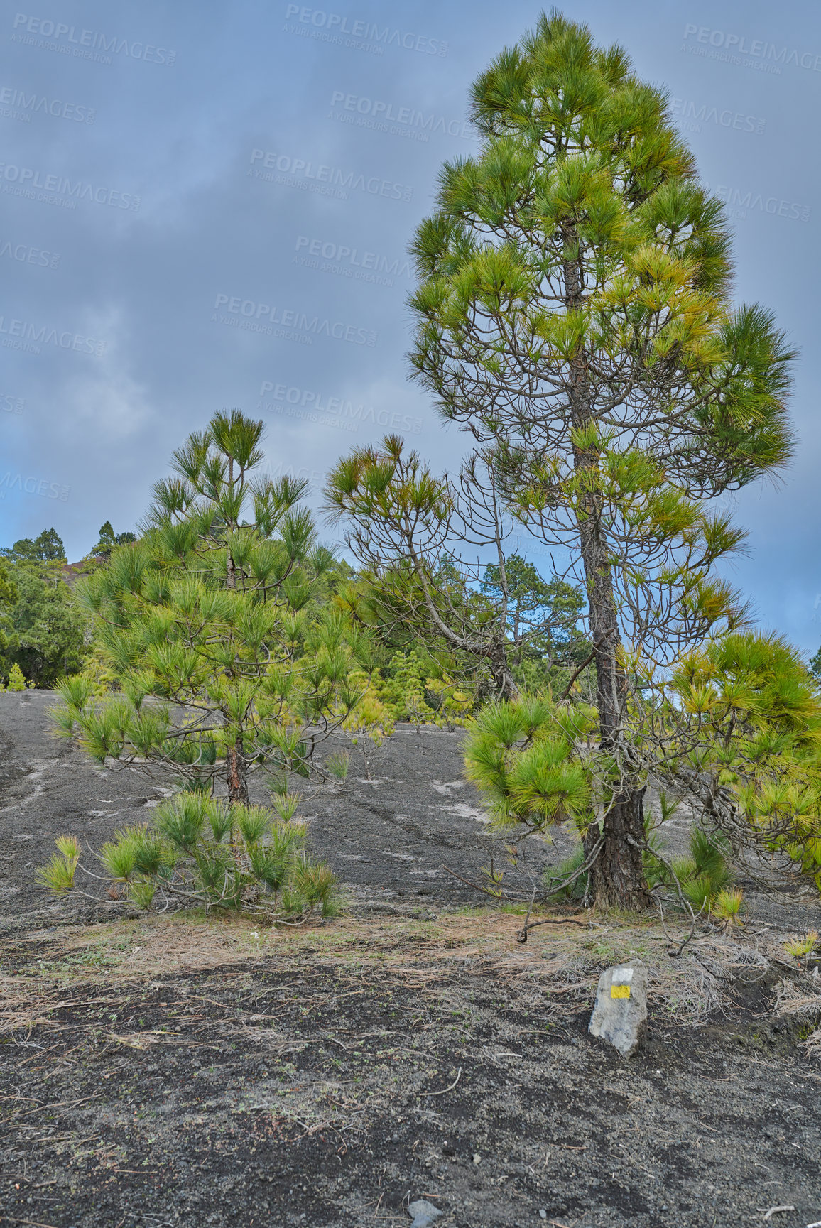 Buy stock photo Beautiful lava landscape on the Cumbre Nueva in La Palma