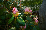 Rhododendron - garden flowers in May