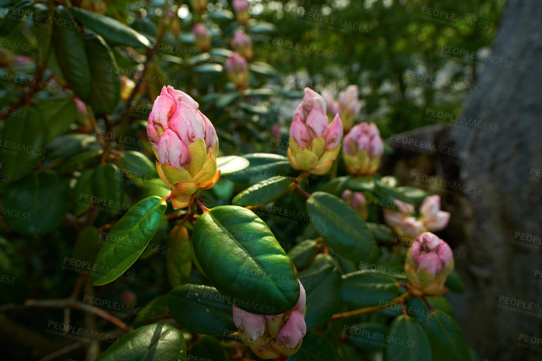 Buy stock photo Rhododendron is a genus of 1,024 species of woody plants in the heath family, either evergreen or deciduous, and found mainly in Asia, although it is also widespread throughout the Southern Highlands of the Appalachian Mountains of North America.