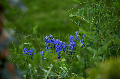 Buy stock photo Closeup of fresh bluebell growing in a green garden in spring with a wooden fence background. Macro details of flowers in harmony with nature. A tranquil, wildflower bed in a quiet, zen backyard