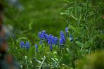 Flowers in our garden