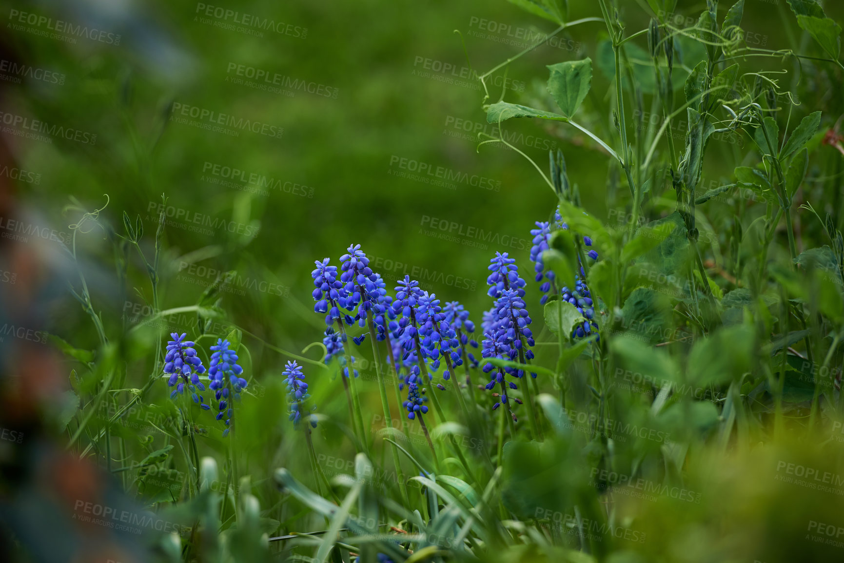 Buy stock photo Closeup of fresh bluebell growing in a green garden in spring with a wooden fence background. Macro details of flowers in harmony with nature. A tranquil, wildflower bed in a quiet, zen backyard