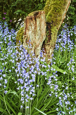 Buy stock photo Colourful bluebell flowers growing around a moss covered wooden tree trunk. Blossoming, blooming and flowering blue scilla siberica plants in a serene, peaceful and tranquil home garden and backyard