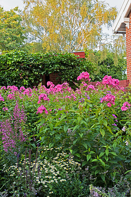 Buy stock photo Pink garden phlox flowers in a yard. Colorful perennial flowering plants contrasting in a green park. Beautiful gardening blossoms for outdoor or backyard landscaping in summer