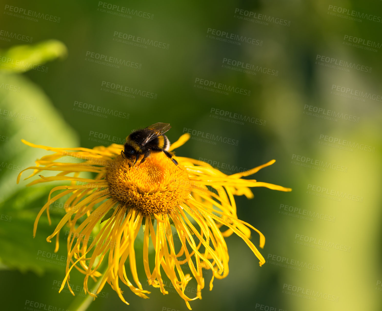 Buy stock photo Closeup of a honey bee landing on a Horse Yellowhead in a green garden in with a blurry background and bokeh. Macro details of soft flowers in harmony with nature, tranquil wild flower quiet backyard