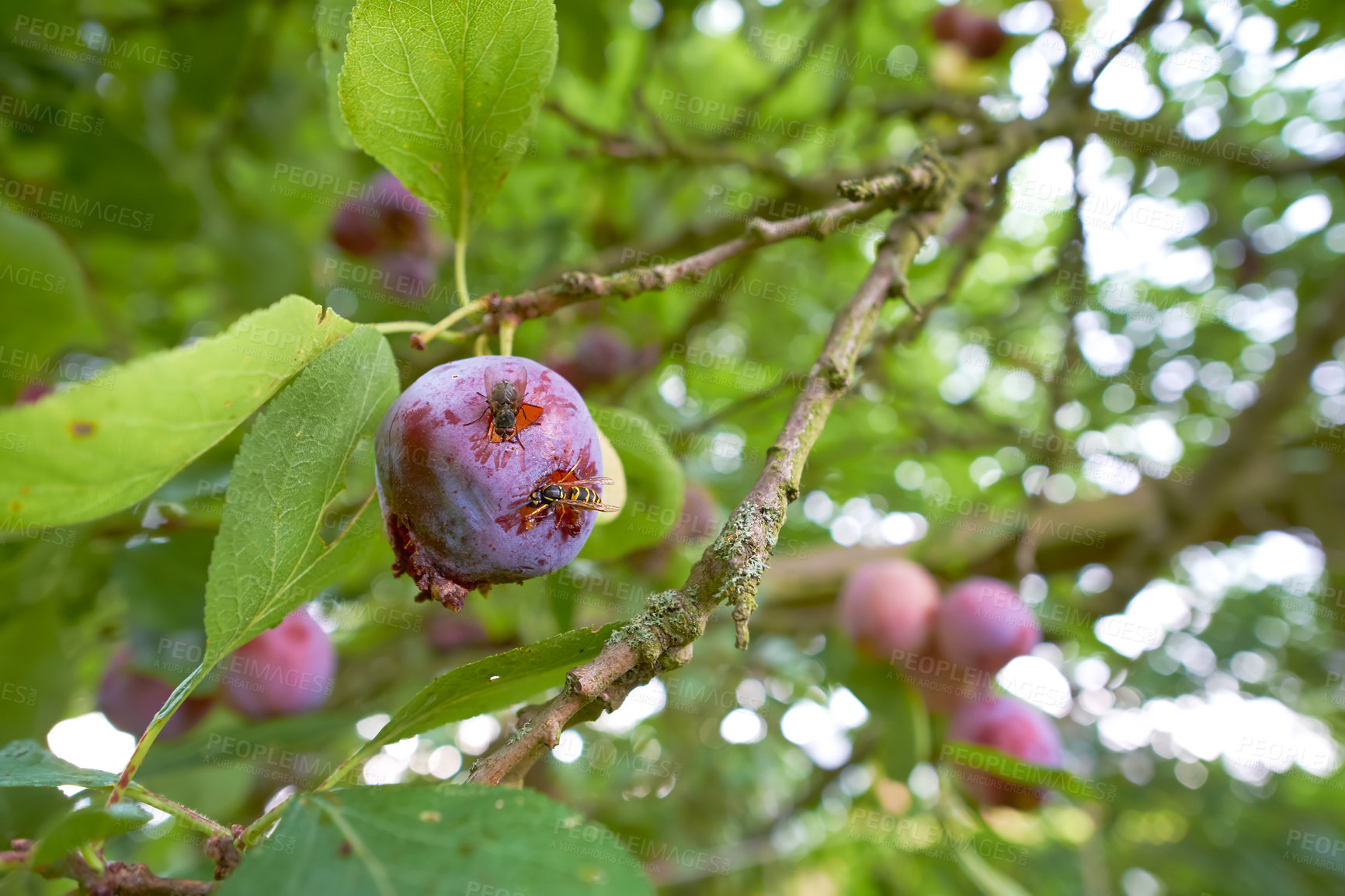 Buy stock photo Closeup of wasps eating ripe plums growing on a tree in a garden or field. Details of wildlife in nature, organic fruit hanging from branches in rural countryside with copyspace 