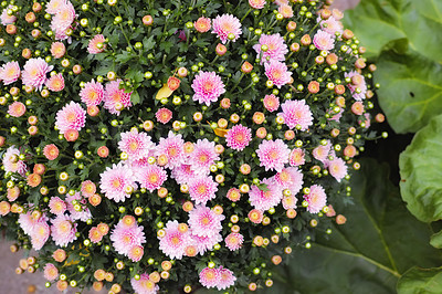 Buy stock photo Closeup of pink chrysanthemum flowers growing, blossoming and flowering in a lush green garden at home. Bunch of vibrant little plants on a bush or shrub blooming in a landscaped decorative garden