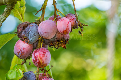 Buy stock photo Closeup of many wasps eating ripe sweet plums growing on a tree in a garden or field. Macro details of wildlife in nature, organic fruit hanging from branches in rural countryside with copy space