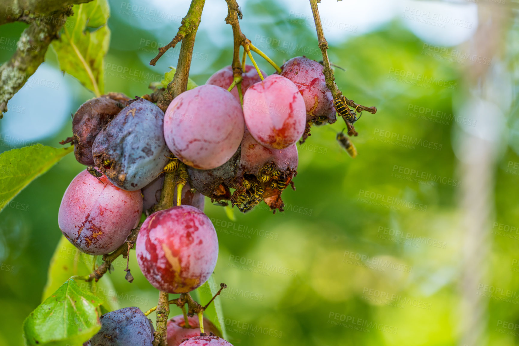 Buy stock photo Closeup of many wasps eating ripe sweet plums growing on a tree in a garden or field. Macro details of wildlife in nature, organic fruit hanging from branches in rural countryside with copy space