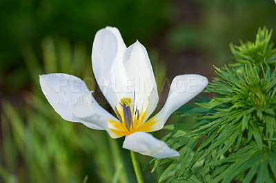 Buy stock photo Clematis armandii flowers growing in a field or botanical garden on a bright day outside. Closeup of beautiful snowdrift evergreen plants blossoms with five white petals blooming in a spring meadow