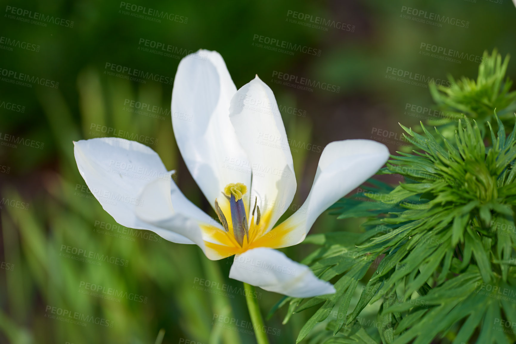 Buy stock photo Clematis armandii flowers growing in a field or botanical garden on a bright day outside. Closeup of beautiful snowdrift evergreen plants blossoms with five white petals blooming in a spring meadow