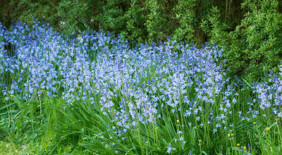 Buy stock photo Blue kent bell flowers growing and flowering on green stems in a private and secluded home garden. Textured detail of common bluebell or campanula plants blossoming and blooming in mystical backyard