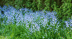 Bluebells in our informal garden