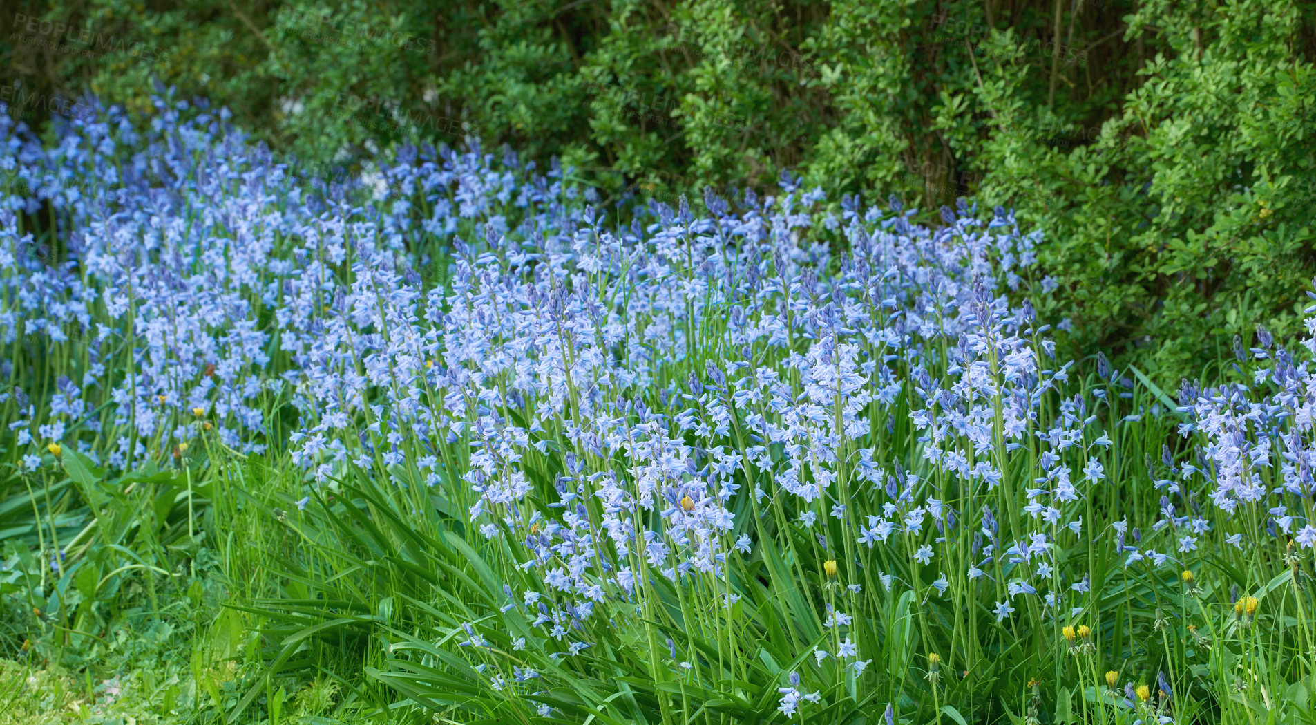 Buy stock photo Blue kent bell flowers growing and flowering on green stems in a private and secluded home garden. Textured detail of common bluebell or campanula plants blossoming and blooming in mystical backyard