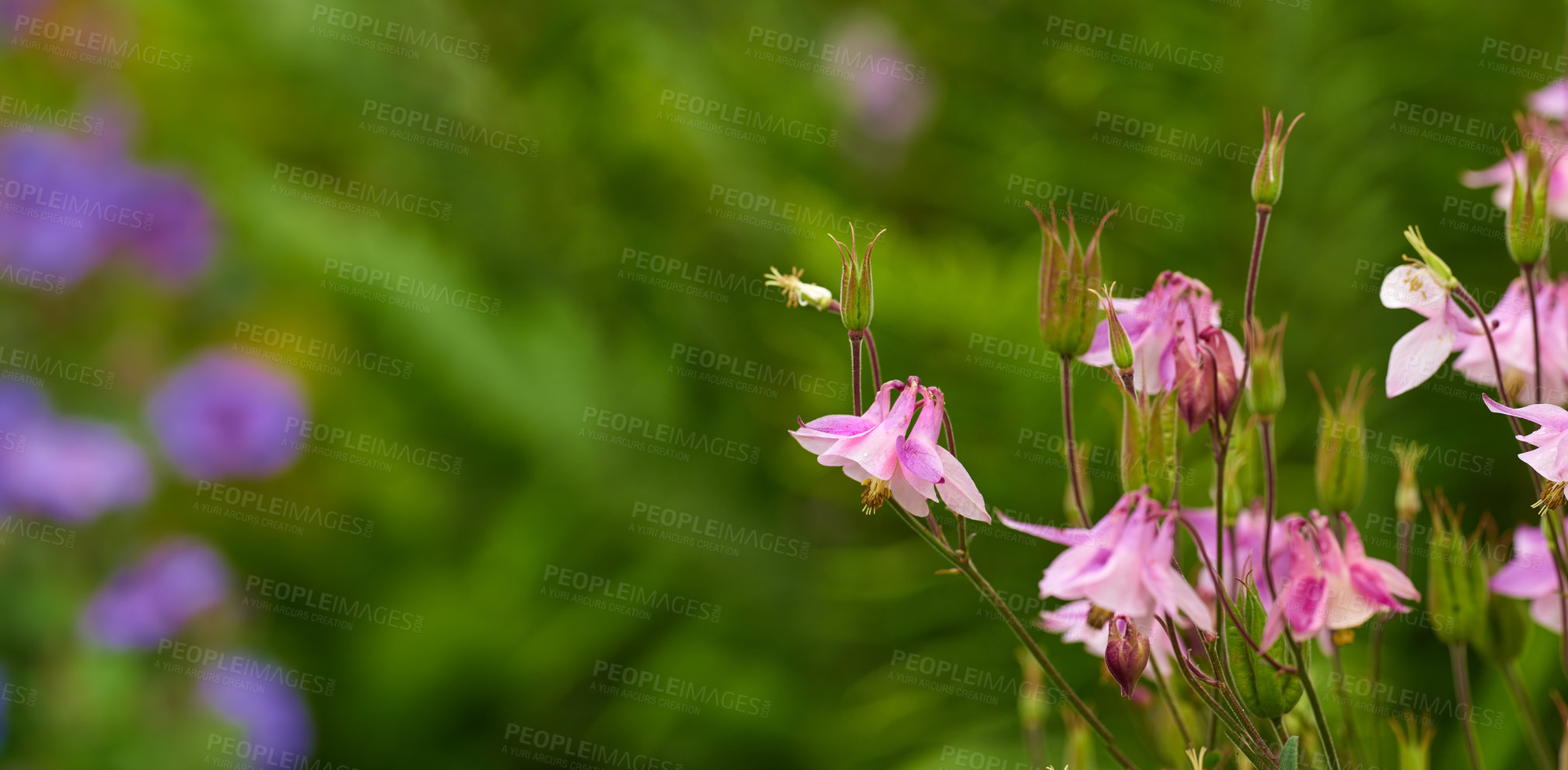 Buy stock photo Closeup of pink common columbine flowers with bokeh copy space background. Growing aquilegia vulgaris on lush home garden stems. Passionate about backyard horticulture and blooming flora agriculture