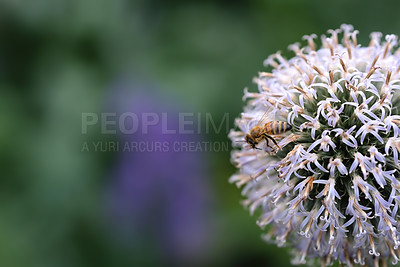 Buy stock photo Closeup of a honey bee sitting on a wild globe thistle flower in a private and secluded home garden. Textured detail of a blossoming echinops with bokeh copy space background and insect pollination  
