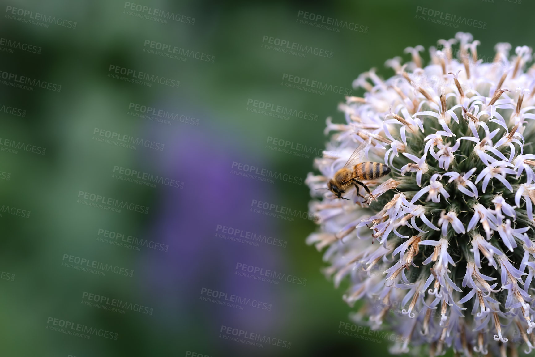 Buy stock photo Closeup of a honey bee sitting on a wild globe thistle flower in a private and secluded home garden. Textured detail of a blossoming echinops with bokeh copy space background and insect pollination  